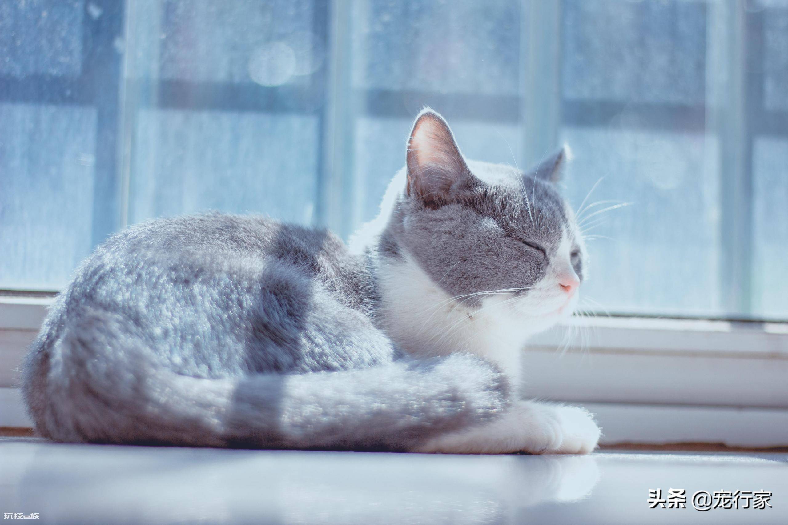 猫咪只吃猫粮可以吗(饮食丰富性对猫咪健康很重要)-图片2